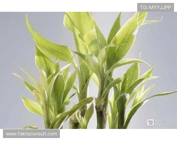 开运竹的寓意与象征意义解析，帮助你在新年迎来好运与顺利